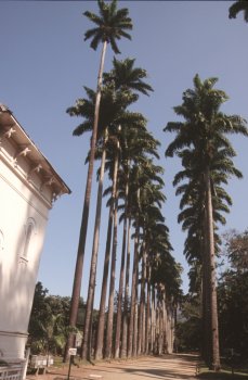 il giardino botanico