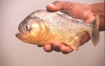 piranha