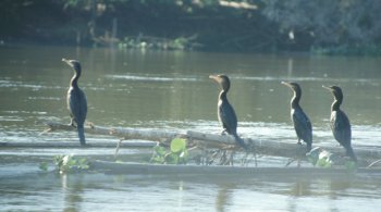 cormorani