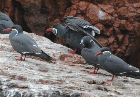 larosterna inca (sterna inca)