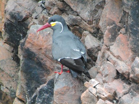 larosterna inca (sterna inca)