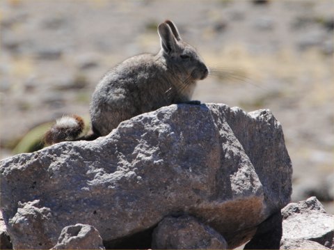 Mountain viscacha 