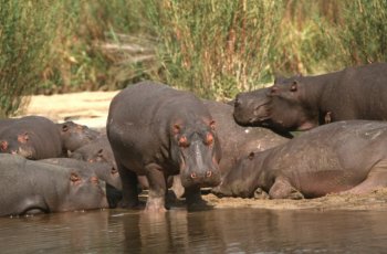 'Hippo pool'