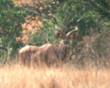 kudu maggiore
