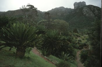 Kirstenbosch botanical gardens - il giardino delle cicadine